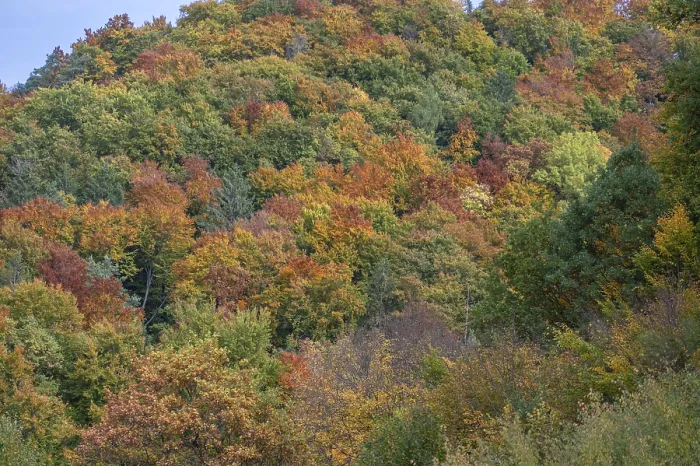 Gerahmter Druck : Gemischter Herbstwald, bewölkter Himmel. Gerahmter Druck : Gemischter Herbstwald, bewölkter Himmel.