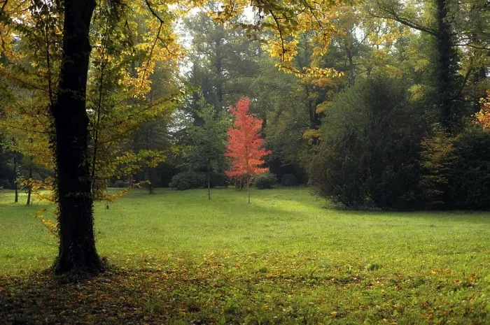 Gerahmter Druck : Gemischter Wald, Ahornbaum, Herbstfarben. Gerahmter Druck : Gemischter Wald, Ahornbaum, Herbstfarben.