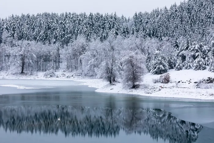 Gerahmter Druck : Gemischter Wald, der sich im Wasser spiegelt. Gerahmter Druck : Gemischter Wald, der sich im Wasser spiegelt.
