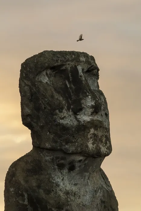 Gerahmter Druck : Moai, verwitterter Steinstatue in Detail. Gerahmter Druck : Moai, verwitterter Steinstatue in Detail.