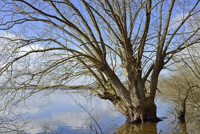 Gerahmter Druck : Möhnesee, Laubbaum am Ufer. Gerahmter Druck : Möhnesee, Laubbaum am Ufer.