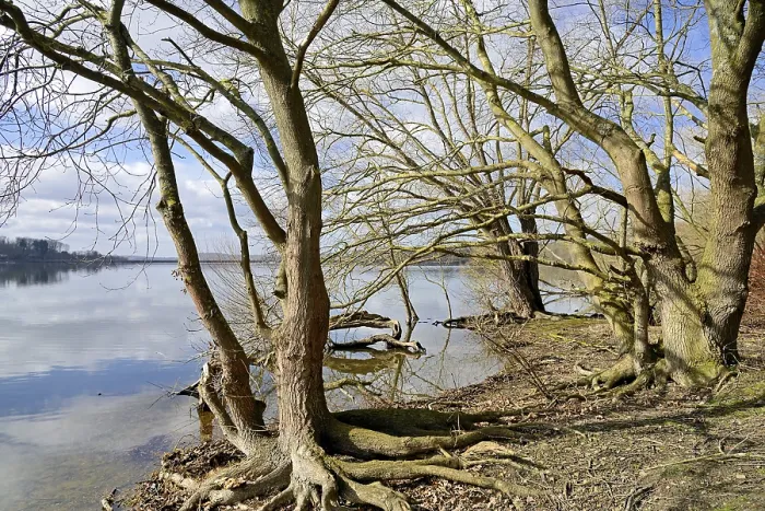 Gerahmter Druck : Mohnesee, Laubwälder am Ufer. Gerahmter Druck : Mohnesee, Laubwälder am Ufer.