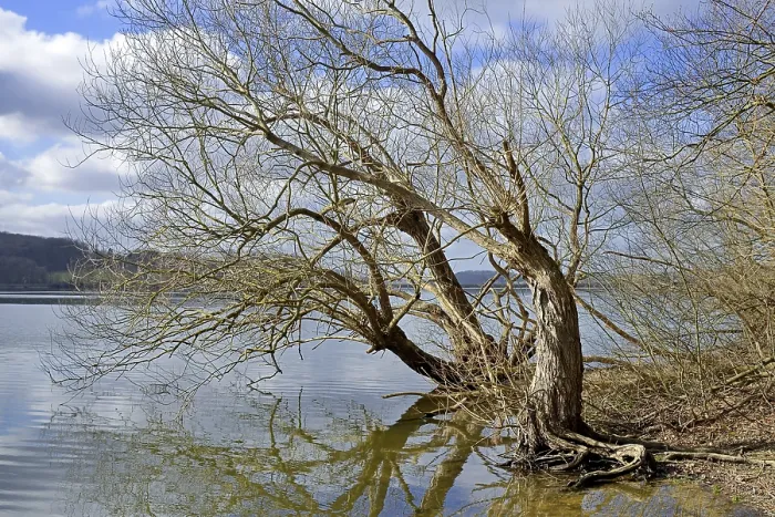 Gerahmter Druck : Mohnesee, Laubwälder am Ufer. Gerahmter Druck : Mohnesee, Laubwälder am Ufer.