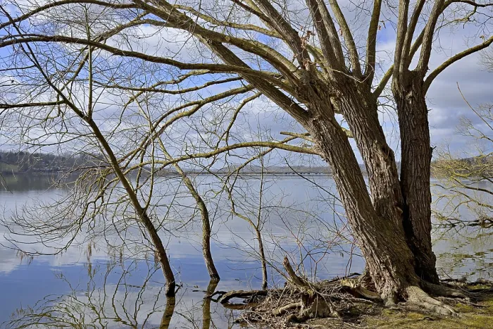 Gerahmter Druck : Mohnesee, Laubwälder am Ufer. Gerahmter Druck : Mohnesee, Laubwälder am Ufer.