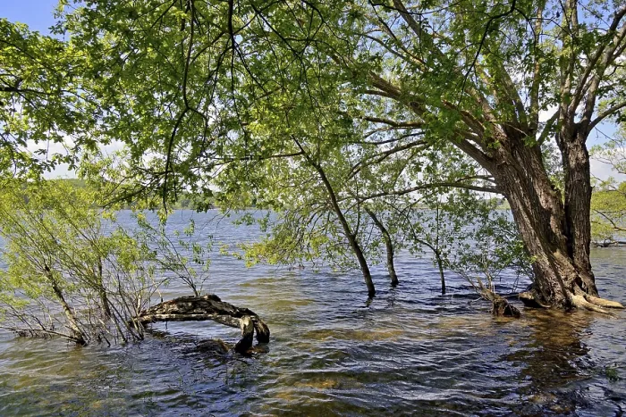 Gerahmter Druck : Mohnesee, Laubwälder am Ufer