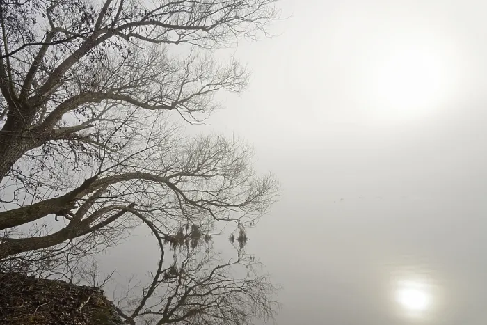 Gerahmter Druck : Mohnesee, Bäume am Ufer. Gerahmter Druck : Mohnesee, Bäume am Ufer.