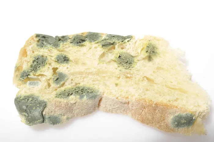 Gerahmter Druck : Schimmelbrot Gerahmter Druck : Schimmelbrot