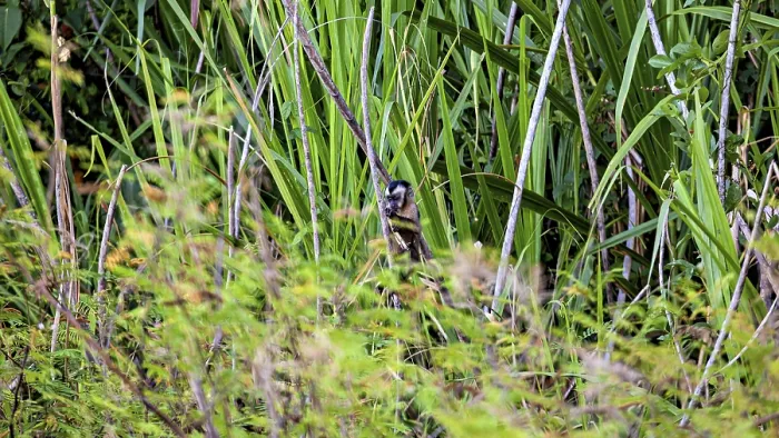 Gerahmter Druck : Ein Affe versteckt sich in der Dichte. Gerahmter Druck : Ein Affe versteckt sich in der Dichte.