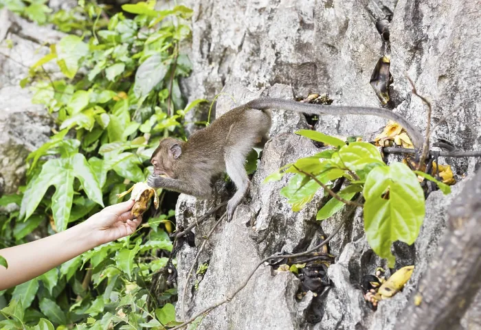 Gerahmter Druck : Der Affe sitzt und isst Banane. Draußen Gerahmter Druck : Der Affe sitzt und isst Banane. Draußen