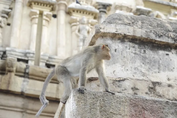 Gerahmter Druck : Affe geht umher auf einem Steinwall in Hampi. Gerahmter Druck : Affe geht umher auf einem Steinwall in Hampi.