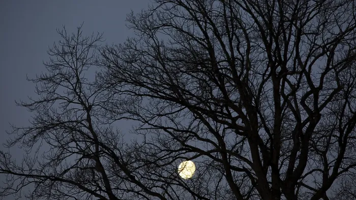 Gerahmter Druck : Vollmond hinter den Ästen eines alten Eichbaums. Gerahmter Druck : Vollmond hinter den Ästen eines alten Eichbaums.