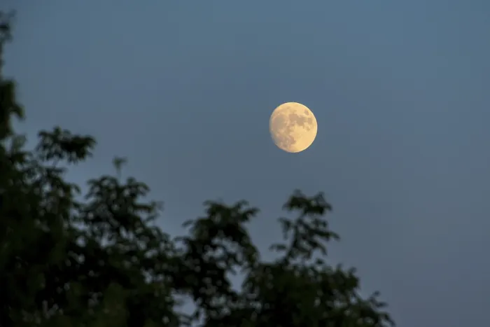 Gerahmter Druck : Vollmond im Abendhimmel über Baumwipfeln. Gerahmter Druck : Vollmond im Abendhimmel über Baumwipfeln.