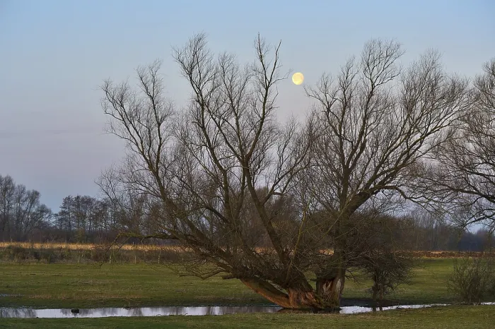 Gerahmter Druck : Vollmond über einem alten Baum, Wesel. Gerahmter Druck : Vollmond über einem alten Baum, Wesel.