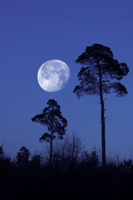 Gerahmter Druck : Mond hinter Tannen. Gerahmter Druck : Mond hinter Tannen.