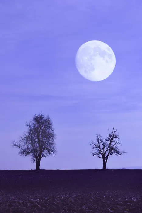 Gerahmter Druck : Mond mit Bäumen auf einem Feld. Gerahmter Druck : Mond mit Bäumen auf einem Feld.