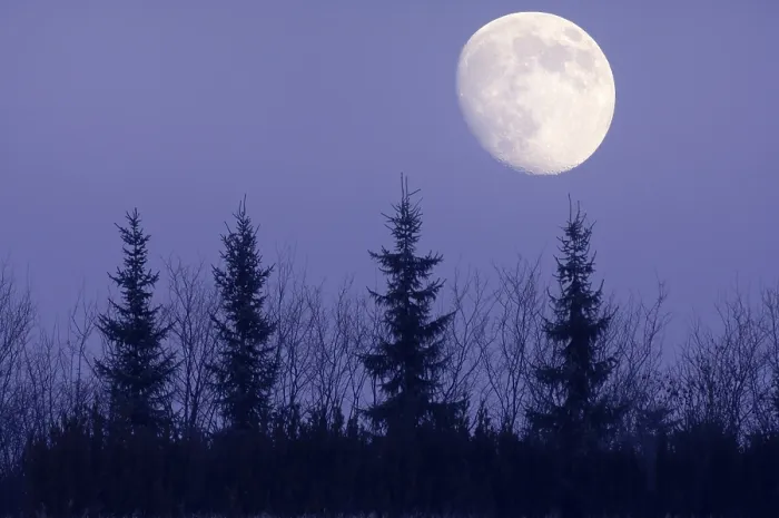Gerahmter Druck : Mond hinter Bäumen, Deutschland. Gerahmter Druck : Mond hinter Bäumen, Deutschland.