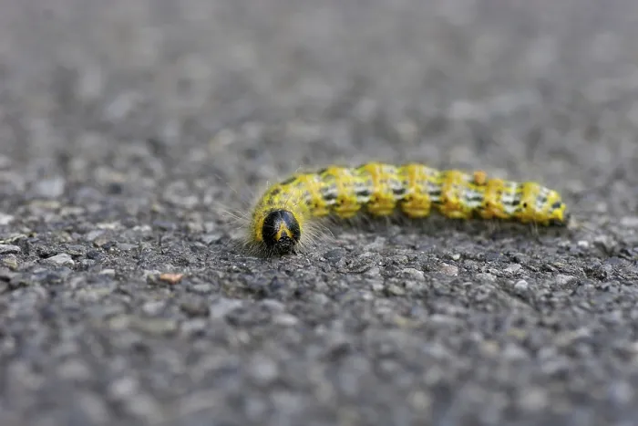 Gerahmter Druck : Mondflecken-Käferpuppe (Phalera bucephala) Gerahmter Druck : Mondflecken-Käferpuppe (Phalera bucephala)