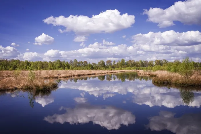 Gerahmter Druck : Moorlandschaft Gerahmter Druck : Moorlandschaft