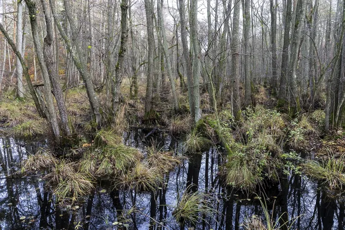 Gerahmter Druck : Heide in der unberührten Darbwald. Gerahmter Druck : Heide in der unberührten Darbwald.