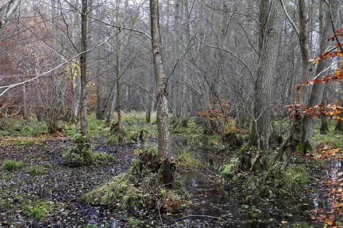 Gerahmter Druck : Heide in der unberührten Darbwald Gerahmter Druck : Heide in der unberührten Darbwald