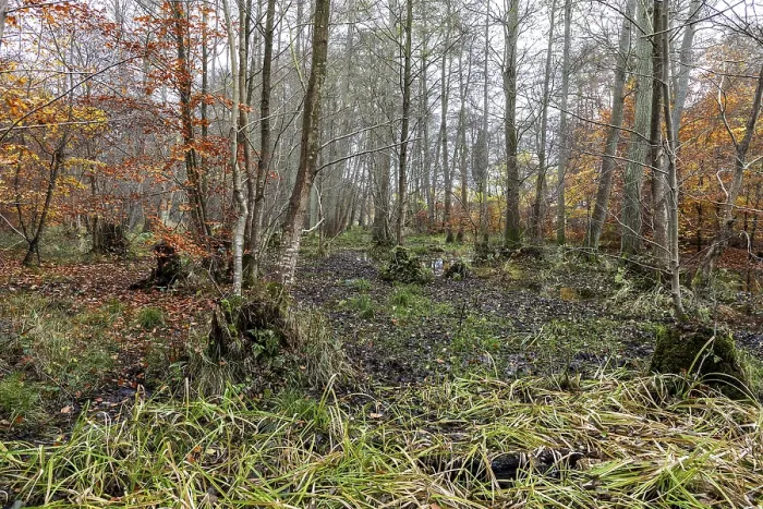 Gerahmter Druck : Heidelandschaft im unberührten Darbwald Gerahmter Druck : Heidelandschaft im unberührten Darbwald