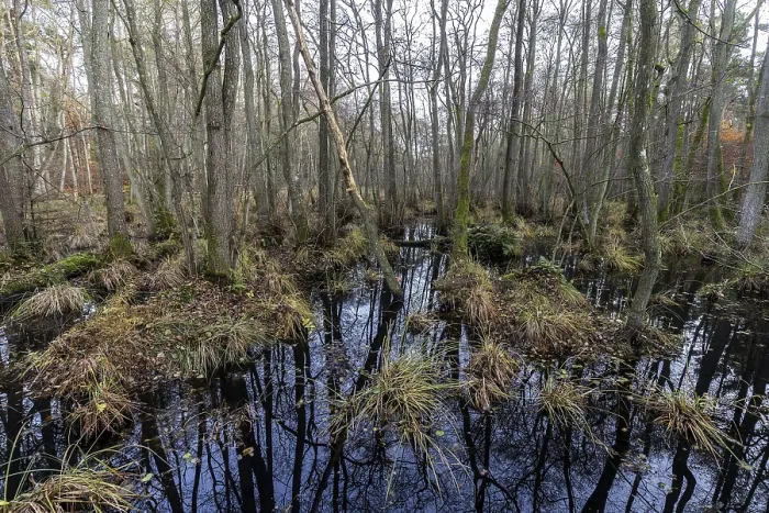 Gerahmter Druck : Heide in der unberührten Darbwald Gerahmter Druck : Heide in der unberührten Darbwald