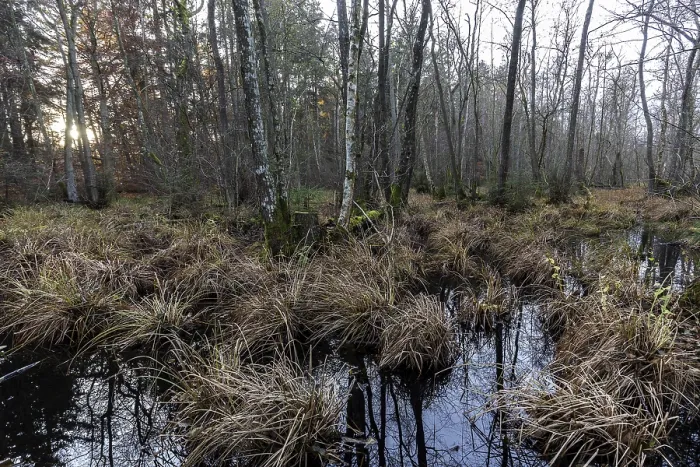 Gerahmter Druck : Heide in der unberührten Darbwald Gerahmter Druck : Heide in der unberührten Darbwald