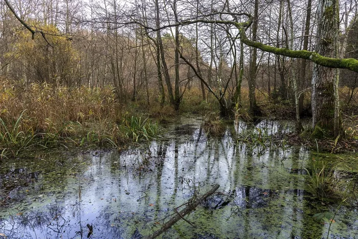 Gerahmter Druck : Heidelandschaft im unberührten Darbwald Gerahmter Druck : Heidelandschaft im unberührten Darbwald