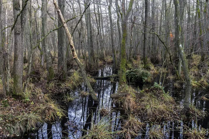 Gerahmter Druck : Heidelandschaft im unberührten Darbwald Gerahmter Druck : Heidelandschaft im unberührten Darbwald
