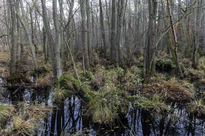 Gerahmter Druck : Heidelandschaft im unberührten Darbwald Gerahmter Druck : Heidelandschaft im unberührten Darbwald