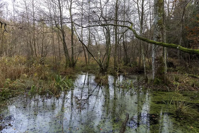 Gerahmter Druck : Heide in der unberührten Darbwald.