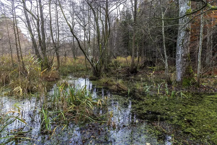 Gerahmter Druck : Heidelandschaft im unberührten Darbwald. Gerahmter Druck : Heidelandschaft im unberührten Darbwald.