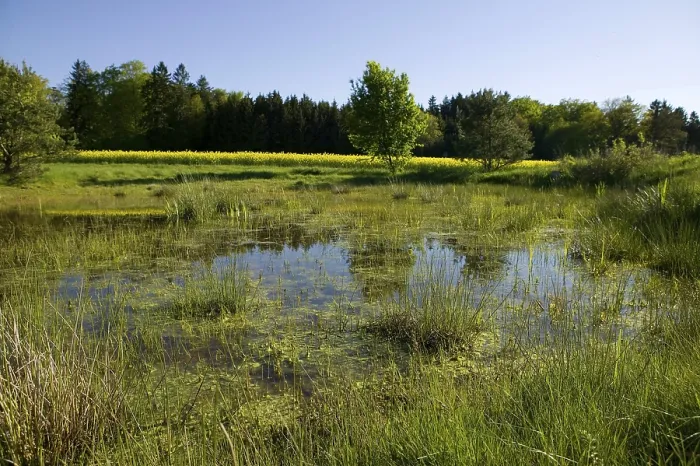 Gerahmter Druck : Mooriger Landschaft Gerahmter Druck : Mooriger Landschaft