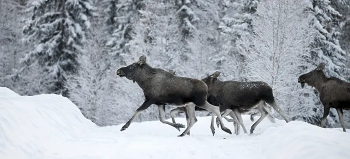 Gerahmter Druck : Moose im Winterwald Gerahmter Druck : Moose im Winterwald