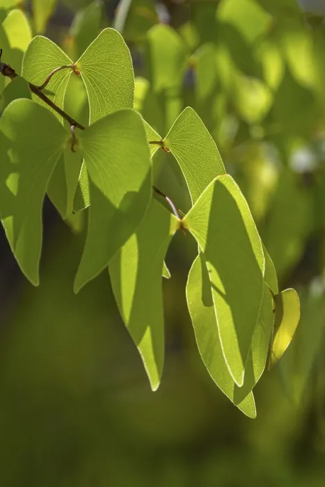 Gerahmter Druck : Mopane (Colophospermum mopane), Namibia Gerahmter Druck : Mopane (Colophospermum mopane), Namibia