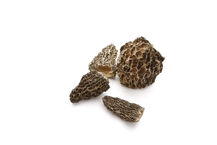 Gerahmter Druck : Morchella Gerahmter Druck : Morchella