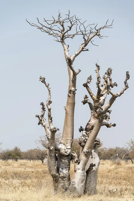 Gerahmter Druck : Moringa-Baum (Moringa ovalifolia) Gerahmter Druck : Moringa-Baum (Moringa ovalifolia)