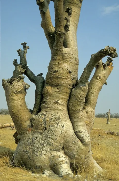 Gerahmter Druck : Moringa-Baum (Moringa ovalifolia)
