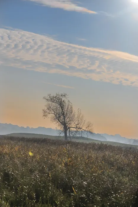 Gerahmter Druck : Morgendämmerung mit kahlem Baum. Gerahmter Druck : Morgendämmerung mit kahlem Baum.