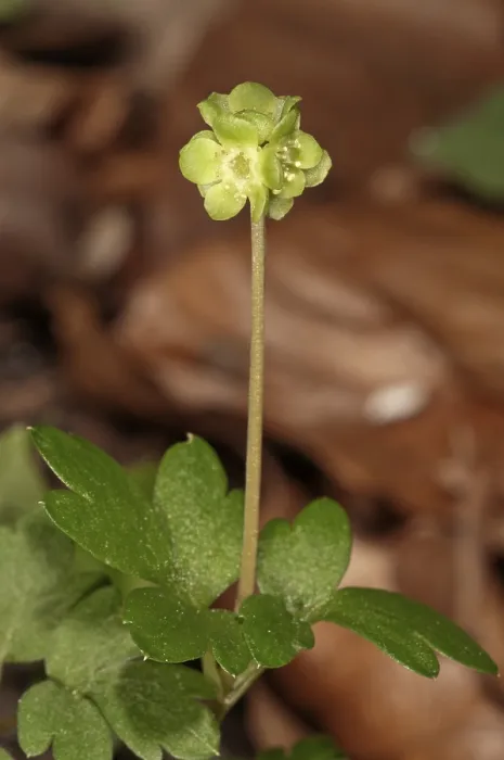 Gerahmter Druck : Moschatel (Adoxa moschatellina) Gerahmter Druck : Moschatel (Adoxa moschatellina)