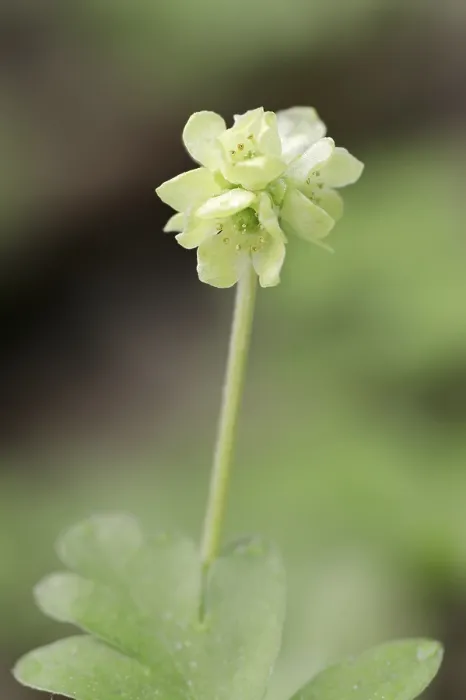 Gerahmter Druck : Moschatel (Adoxa moschatellina) Gerahmter Druck : Moschatel (Adoxa moschatellina)