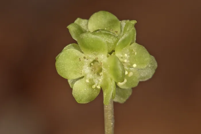 Gerahmter Druck : Moschatel (Adoxa moschatellina), Blüte, Baden-Württemberg, Deutschland Gerahmter Druck : Moschatel (Adoxa moschatellina), Blüte, Baden-Württemberg, Deutschland
