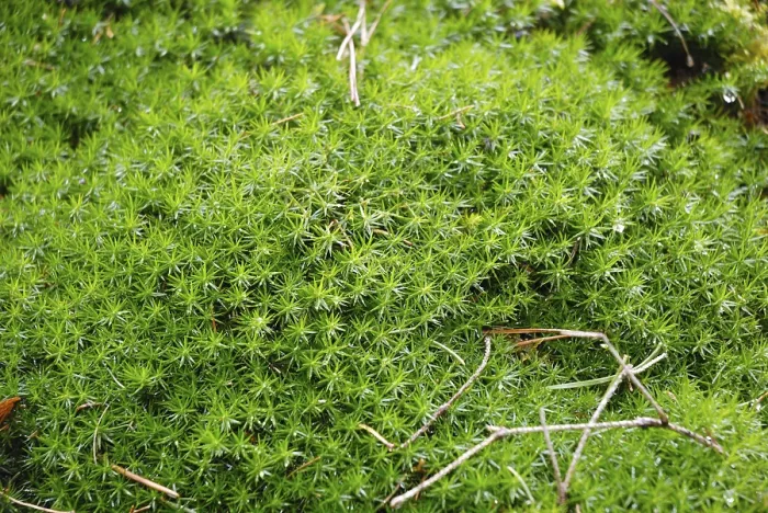 Gerahmter Druck : Moss Gerahmter Druck : Moss