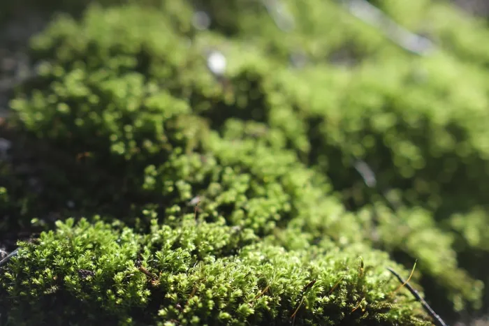 Gerahmter Druck : Moss (Bryophyta) mit unscharfem Hintergrund in einem Wald.
