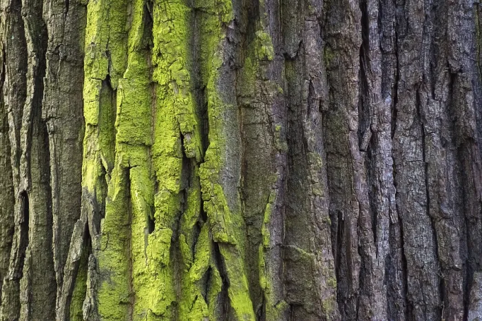 Gerahmter Druck : Moss bedeckte Baumrinde-Hintergrund. Gerahmter Druck : Moss bedeckte Baumrinde-Hintergrund.