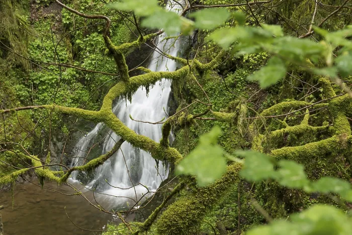 Gerahmter Druck : Moosbedeckte Felsen und Wasserfall Gerahmter Druck : Moosbedeckte Felsen und Wasserfall