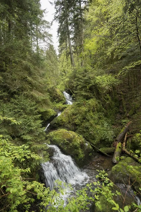 Gerahmter Druck : Moosbedeckte Felsen und Wasserfall. Gerahmter Druck : Moosbedeckte Felsen und Wasserfall.