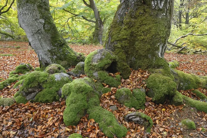 Gerahmter Druck : Moosbedeckte Wurzeln eines alten Buchenbaumes, Deutschland. Gerahmter Druck : Moosbedeckte Wurzeln eines alten Buchenbaumes, Deutschland.