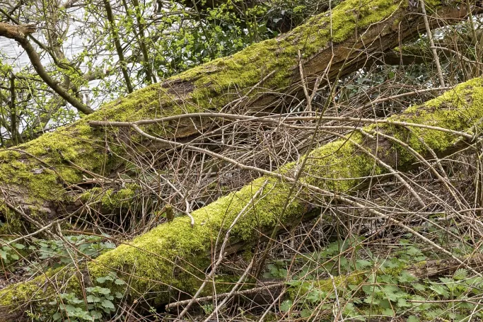 Gerahmter Druck : Moosbedeckte Baumstämme, Wasserfront. Gerahmter Druck : Moosbedeckte Baumstämme, Wasserfront.