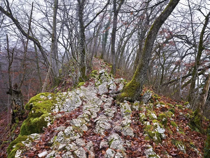 Gerahmter Druck : Bäume mit Moos bedeckt, umgeben von einer einzigartigen Kalksteinformation.